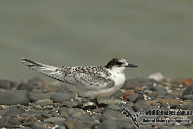 White-fronted Tern a0573.jpg