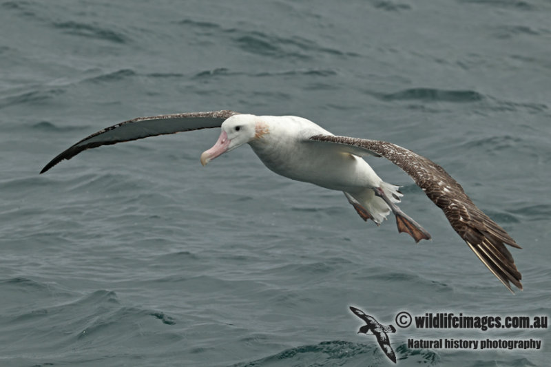 Antipodean Albatross a9197.jpg