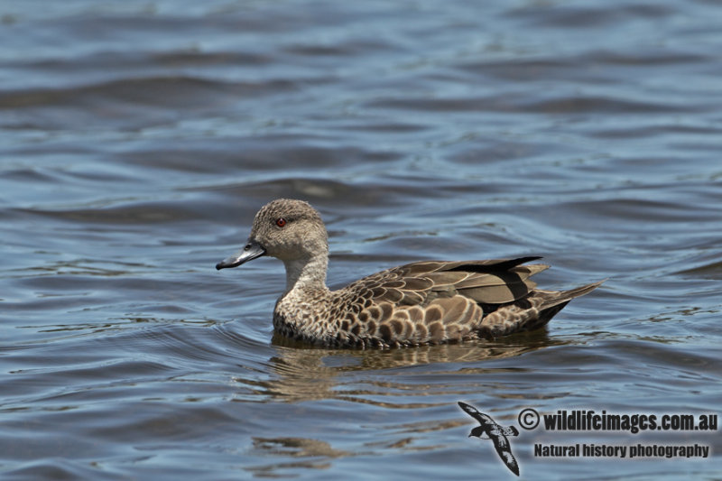 Grey Teal a3106.jpg