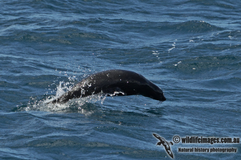 New Zealand Fur-Seal a8664.jpg