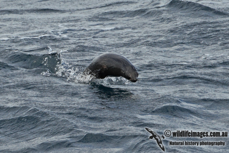 New Zealand Fur-Seal a8846.jpg