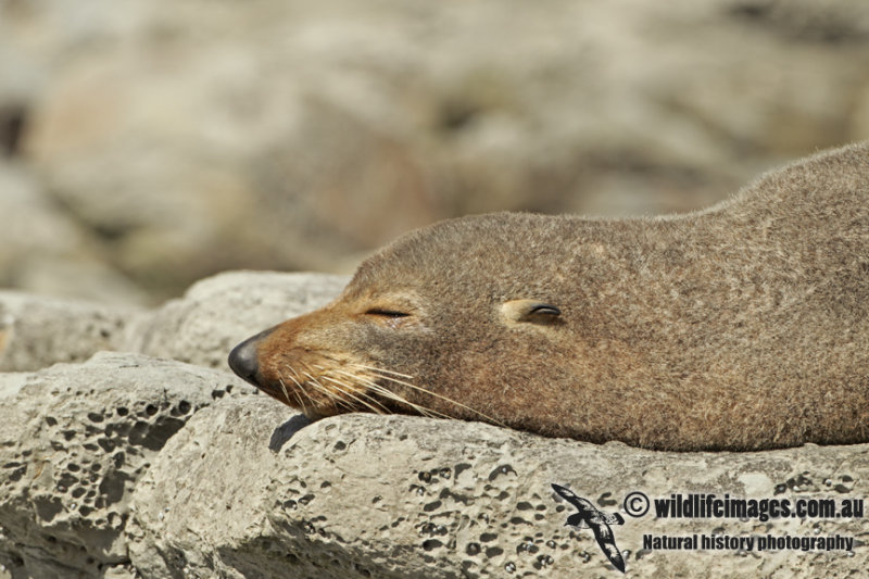 New Zealand Fur-Seal a8858.jpg