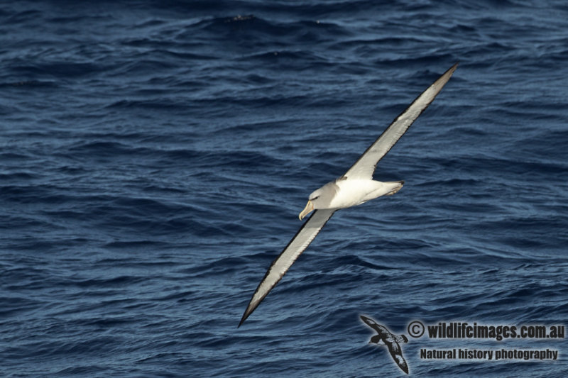 Salvins Albatross a3571.jpg