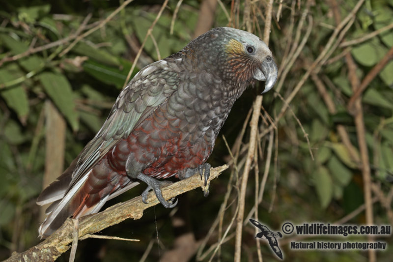 New Zealand Kaka a6816.jpg