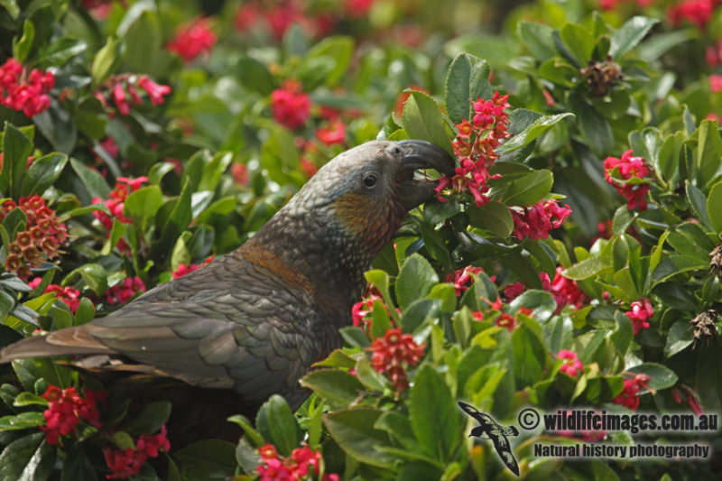 New Zealand Kaka a8384.jpg