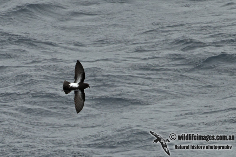Black-bellied Storm-Petrel a5114.jpg