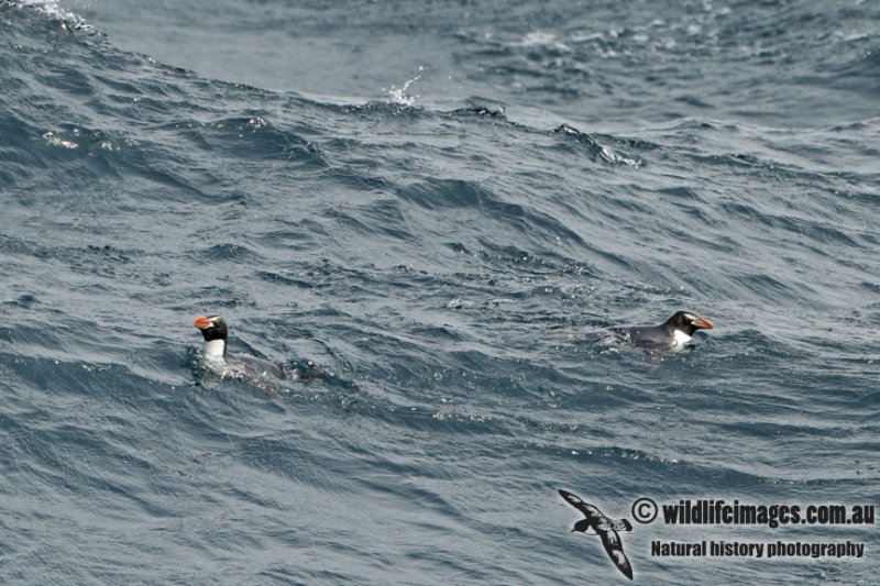 Snares crested Penguin a7848.jpg