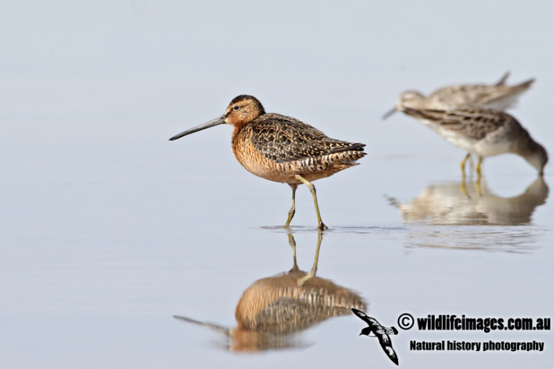 Long-billed Dowitcher 2336.jpg