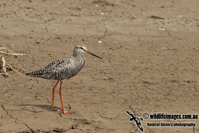 Spotted Redshank a0235.jpg