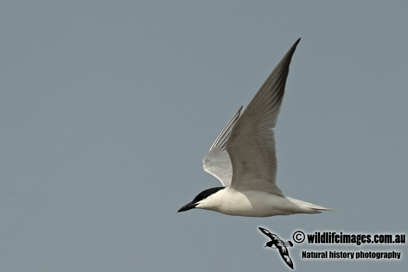 Gull-billed Tern a4653.jpg