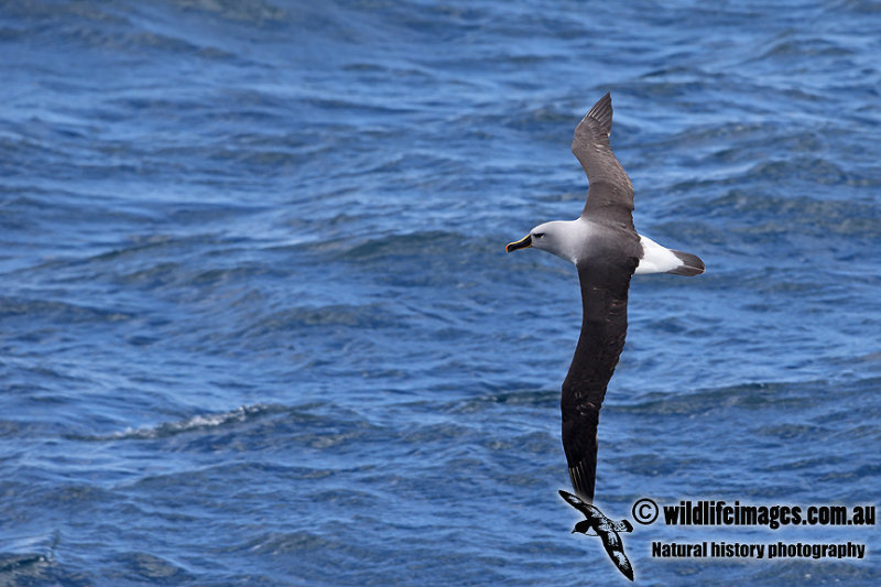 Grey_Headed_Albatross_a7586.jpg