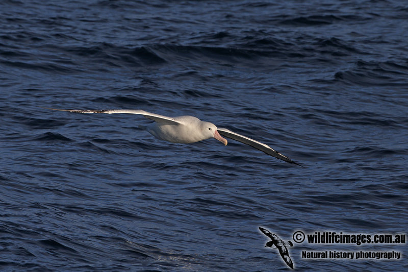 Wandering Albatross a6379.jpg