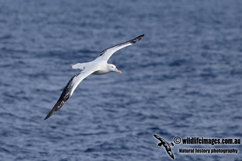 Wandering Albatross a6478.jpg