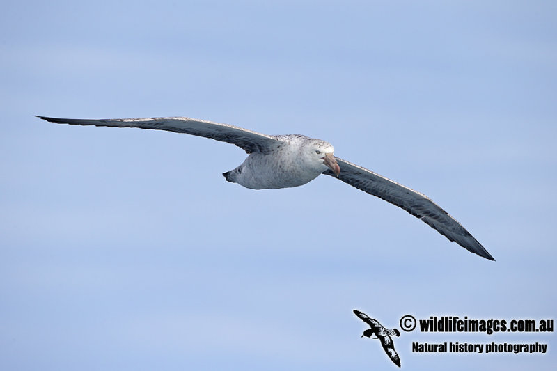 Northern Giant-Petrel a6589.jpg