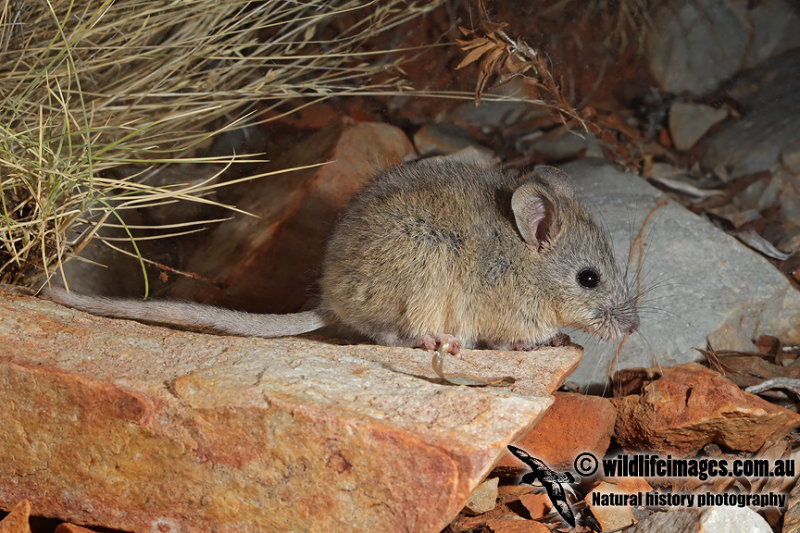 Central Rock Rat 5557.jpg