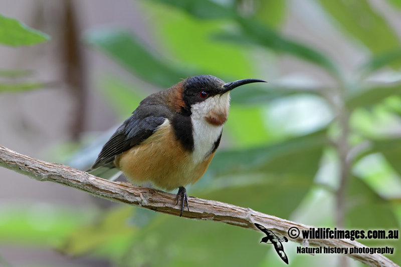 Eastern Spinebill 0302.jpg