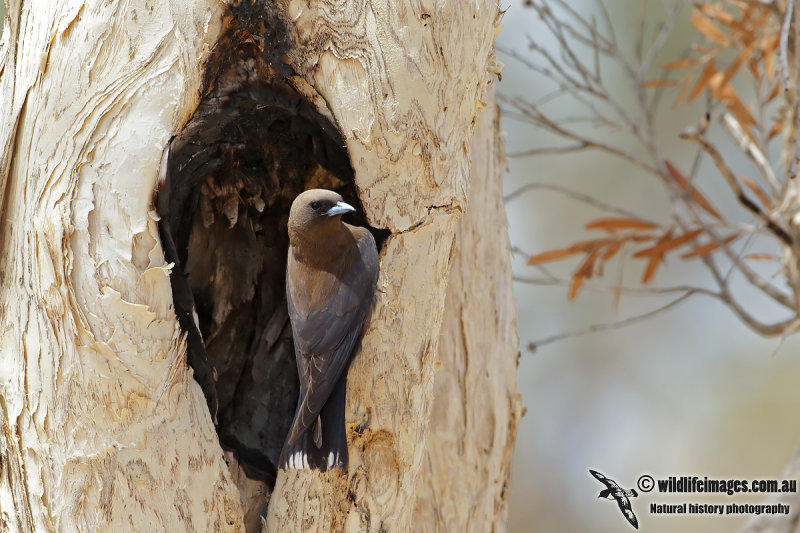 Little Woodswallow 6224.jpg