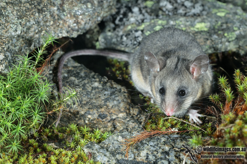 Mountain Pygmy-Possum 7758.jpg