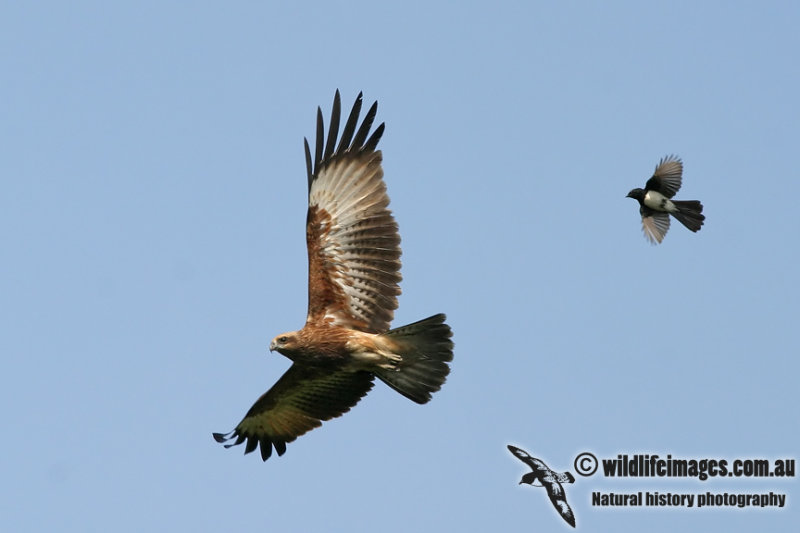 Brahminy Kite 9778