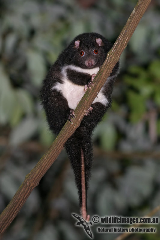 Herbert River Ringtail Possum 7884.jpg