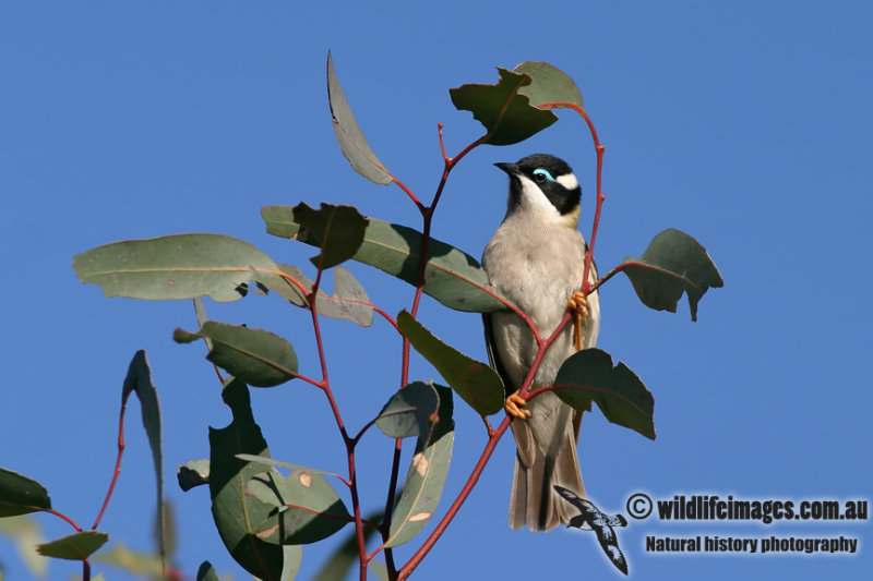 Black-chinned Honeyeater 7505.jpg