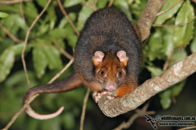 Common Ringtail Possum 9553.jpg