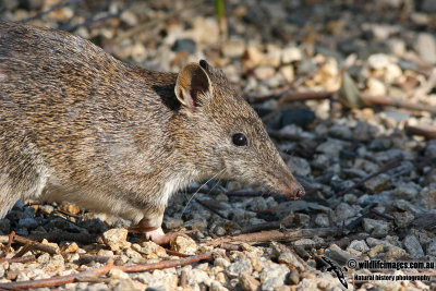 Southern Brown Bandicoot 9986.jpg