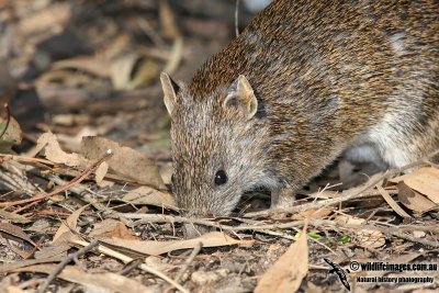 Southern Brown Bandicoot 9998.jpg