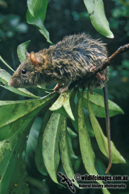 Masked White-tailed Rat