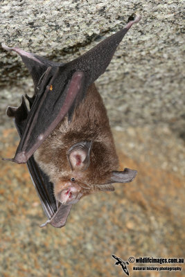Eastern Horseshoe Bat