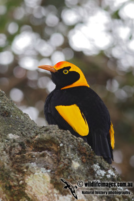 Regent Bowerbird 8674.jpg