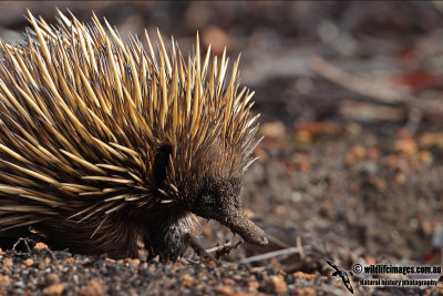 Short-beaked Echidna