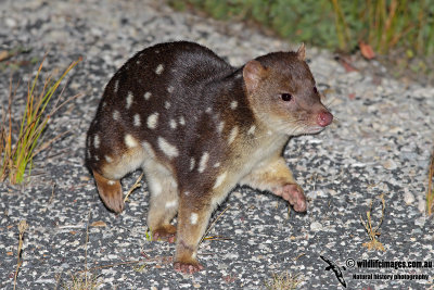 Spot-tailed Quoll 0156.jpg