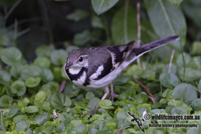 Forest Wagtail 0046.jpg