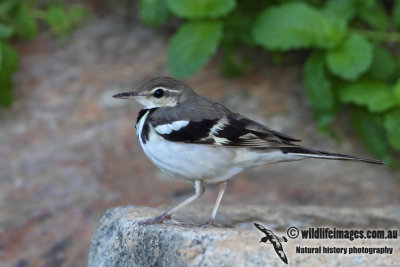 Forest Wagtail 0261.jpg