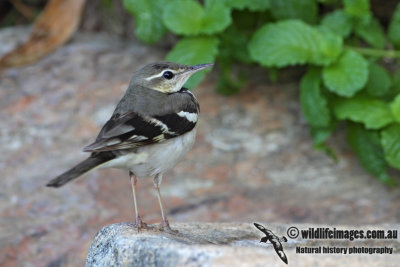 Forest Wagtail 0276.jpg