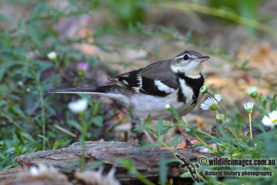 Forest Wagtail 0633.jpg