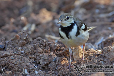 Forest Wagtail 1202.jpg
