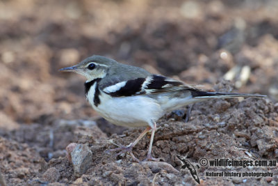 Forest Wagtail 1220.jpg