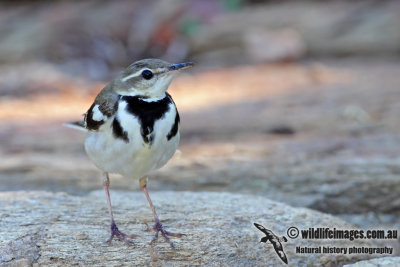 Forest Wagtail 1267.jpg