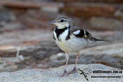 Forest Wagtail 1294.jpg