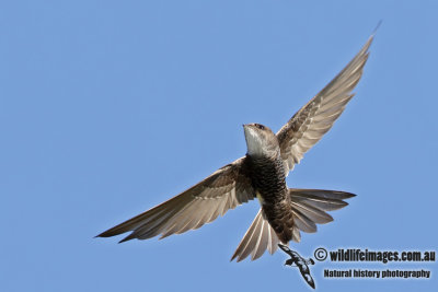 Swifts and Needletails