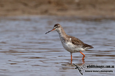 Spotted Redshank a0701.jpg