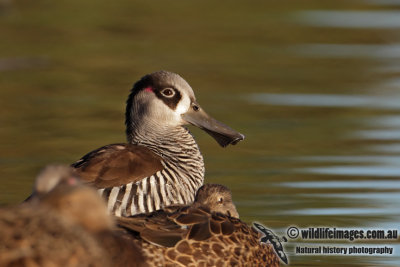 Pink-eared Duck 6035.jpg