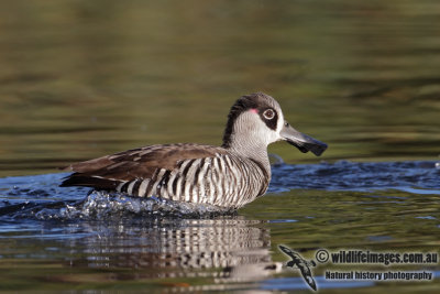 Pink-eared Duck 6050.jpg