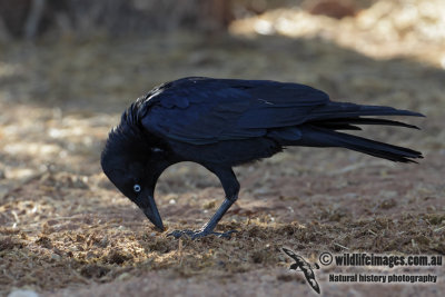 Little Crow 4857.jpg
