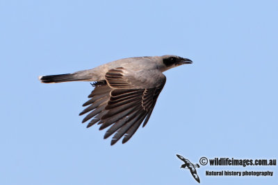 Black_faced_Cuckoo_shrike_6342.jpg