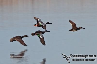 Northern Shoveler 2217.jpg