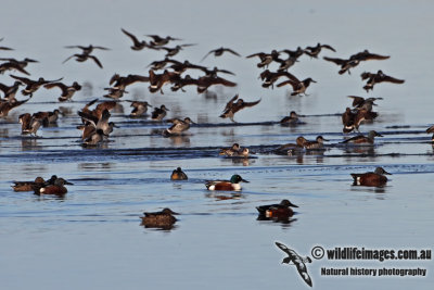 Northern Shoveler 2317.jpg