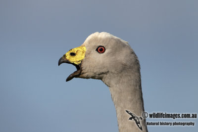Cape Barren Goose 1368.jpg
